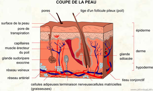 Cellulite Cellulite